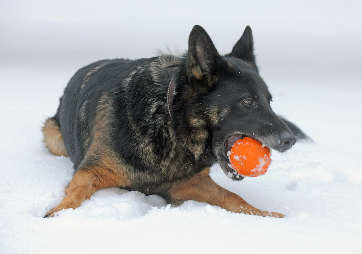 pes, udarci, pozimi, sneg, LED, Nemčija, nemški ovčar