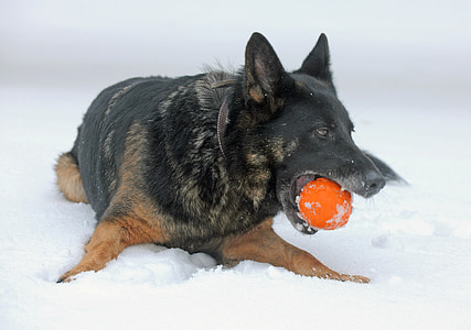 dog, canine, winter, snow, ice, germany, german shepherd