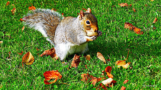 squirrel, animal, wildlife, wild, eating, nuts, fauna