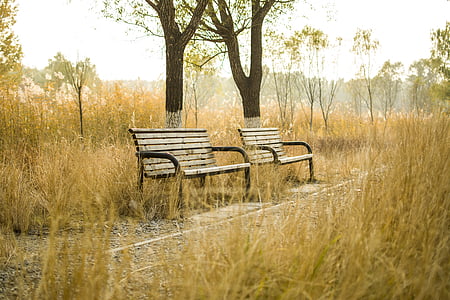 bench, park, autumn, nature, tree, outdoors, park - Man Made Space