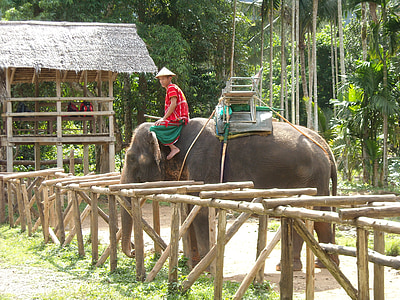 thailand, thai, nature park, elephant, ele, nuturschutz, animals