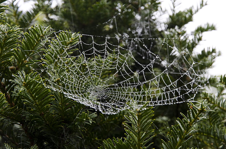 pavučina, Web, Príroda, Pavúči, ráno, drop, vody