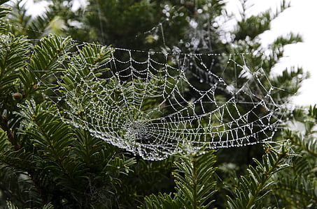 pajęczyna, sieci Web, Natura, Spiderweb, rano, upuść, wody