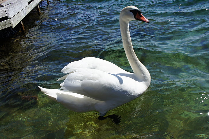 swan, bird, nature, animal, wildlife