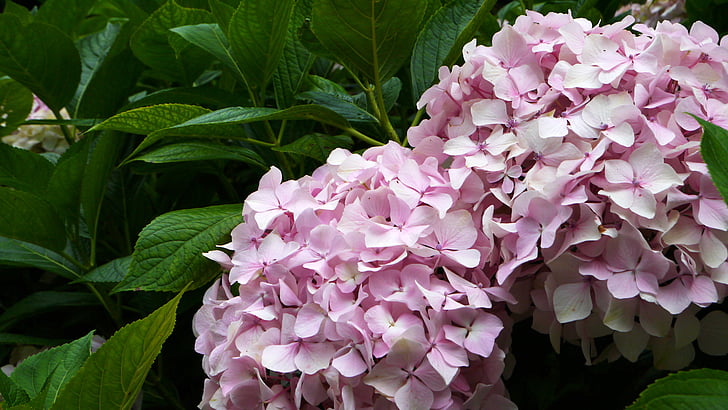 hydrangea, natural, plant, flower, flowers, background, ecology