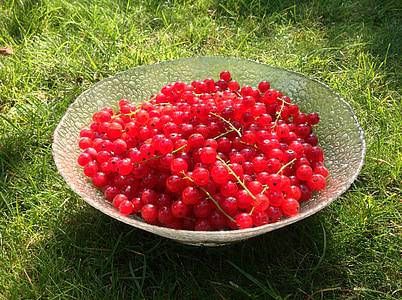 currants, red, about, harvest, glass bowl, green, sour
