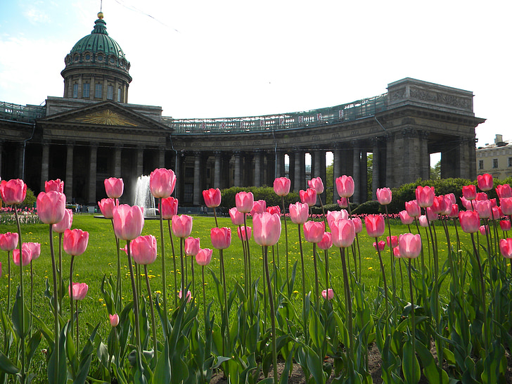 tulipán, virágok, székesegyház, St petersburg, Oroszország
