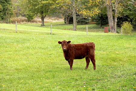 calf, cow, brown cow, farm, farm animal, bovine, green field