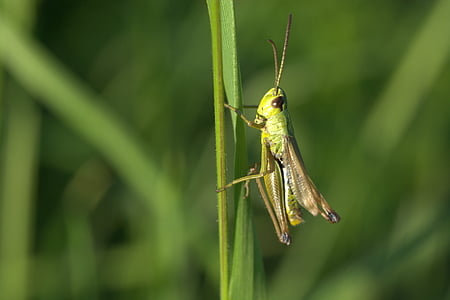 grasshopper, insect, close, green, macro, viridissima, grille