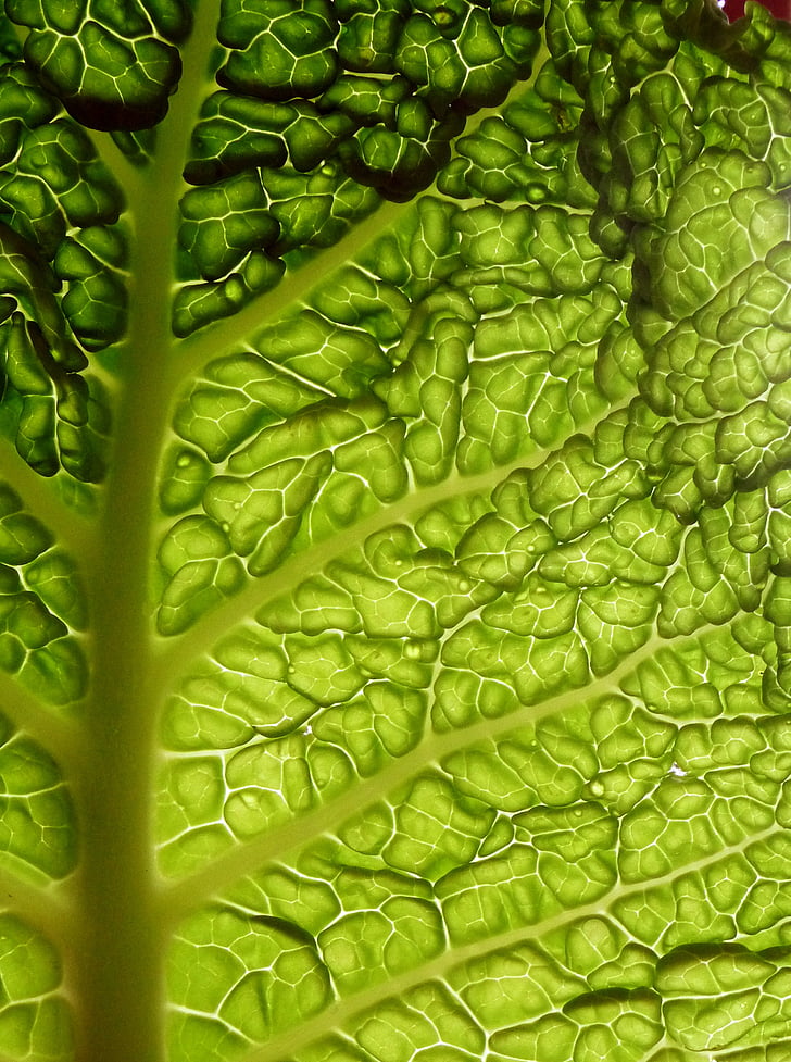 cabbage, leaf, the backlight, vegetables, green, shirring
