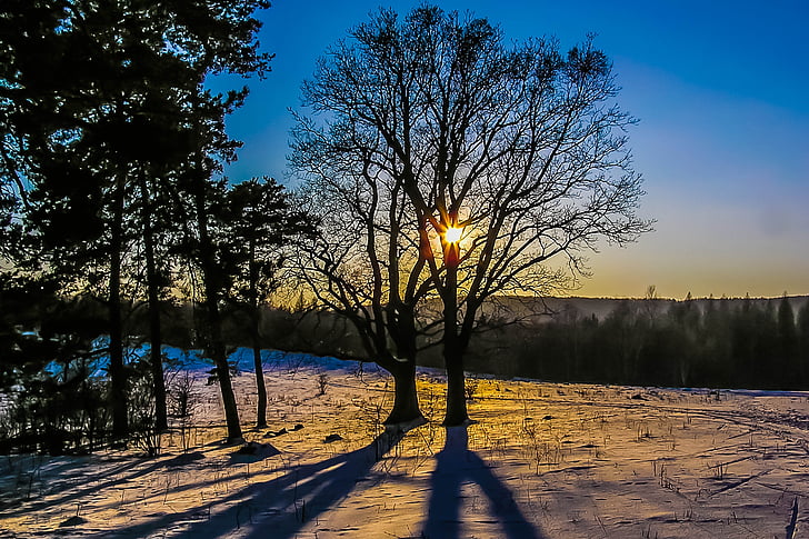 puesta de sol, árbol, nieve