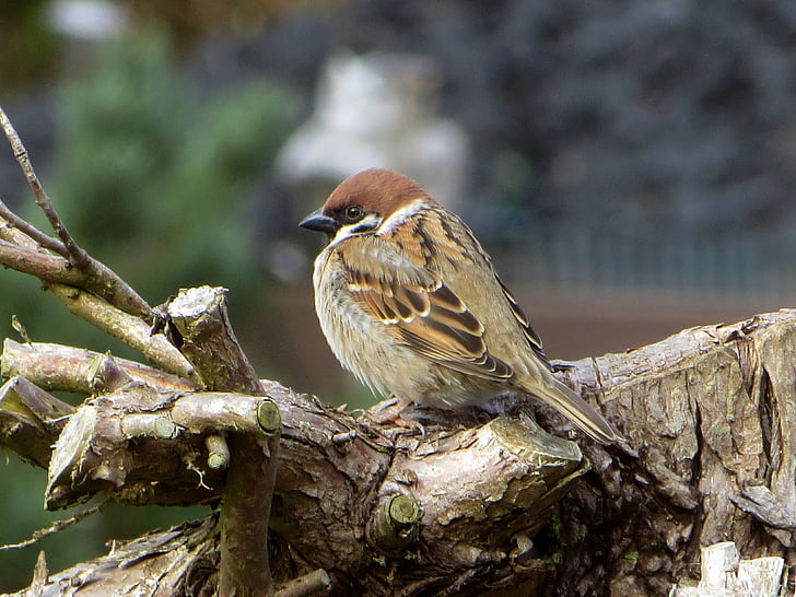 σπίτι sparrow, passeridae, συνεδρίαση, φωτογραφία άγριας φύσης, άνοιξη, άνοιξη φόρεμα, φύση