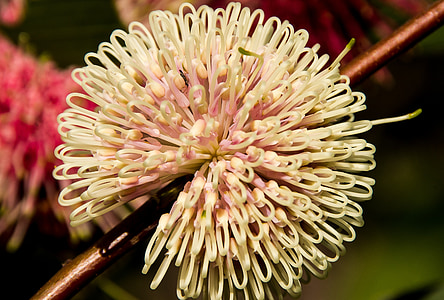 pin cushion hakea, flower, australian, native, spherical, pink, white