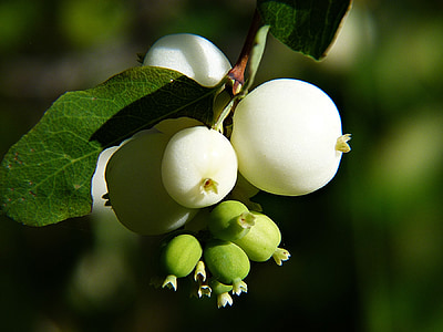 κοινή snowberry, symphoricarpas albus, τορπίλη παιχνίδι, ΚΓΠ βόμβα, φυτό, δάσος, Λιβάδι