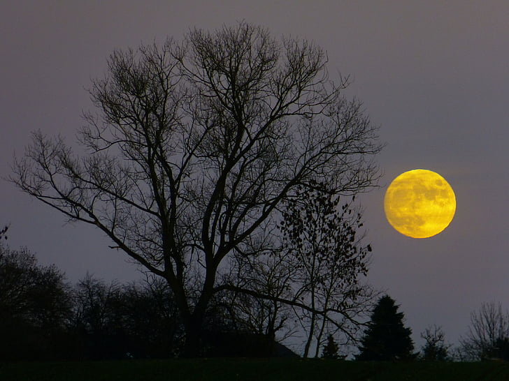 luna, polna luna, Moonrise, večer, somrak, mesečini, drevo