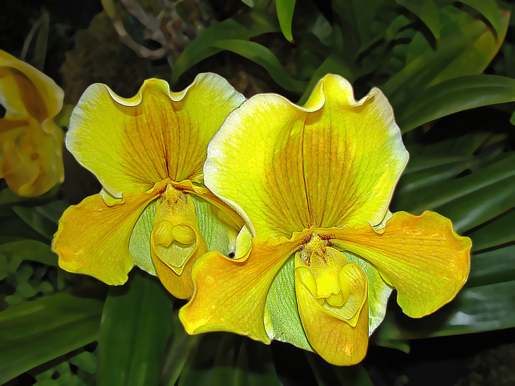 orquídies, planta, flors, groc, orquídia groga