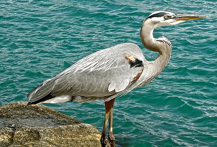 Great blue heron, vida selvagem, pássaro, natureza, oceano