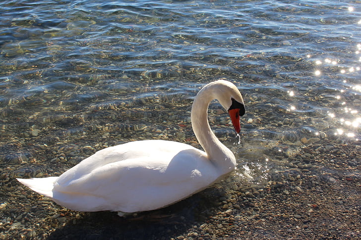bijeli, labud, lijepa, vode, jezero, ptica, divljih ptica