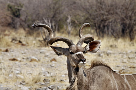 koudou buck, cartilage de wapiti pur, Namibie, animal, sauvage en direct
