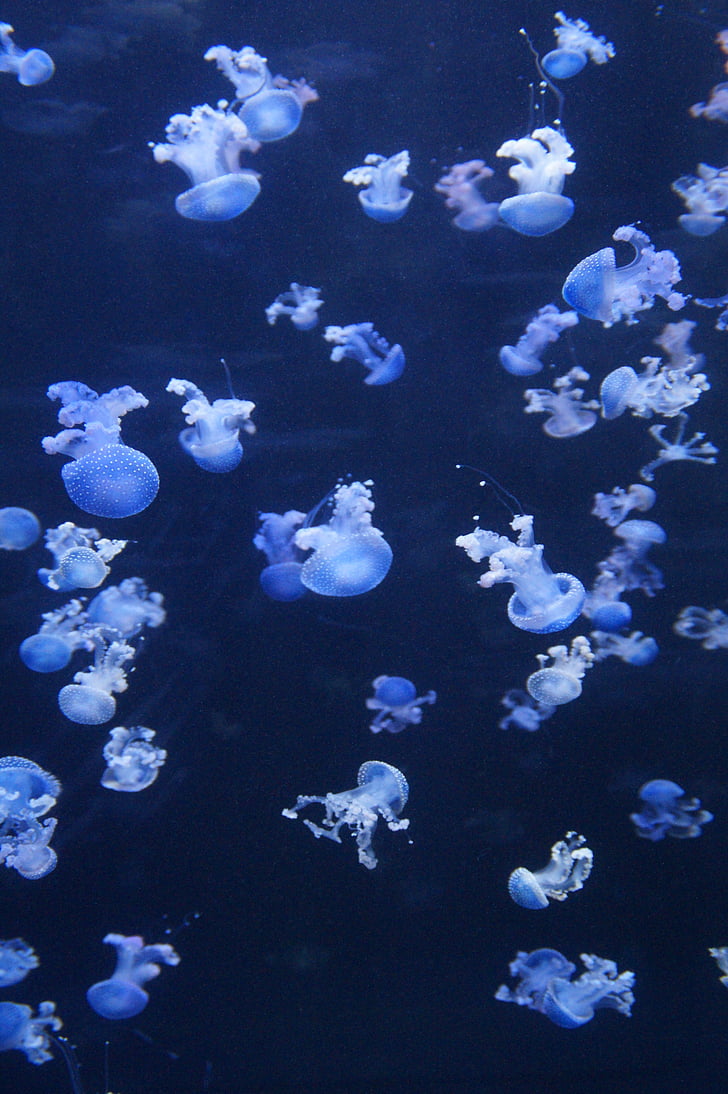 medusas, moluscos, fluorescente, es fluorescente, acuario, agua, animales acuáticos