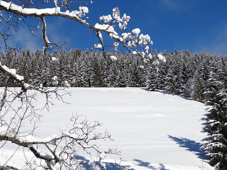 winter, snow, nature, trees