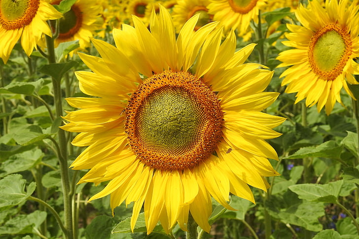 sunflower, blossom, bloom, yellow, summer, helianthus, sunflower field