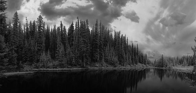 infrared, black and white, landscape, pure, clean, forest, outdoors