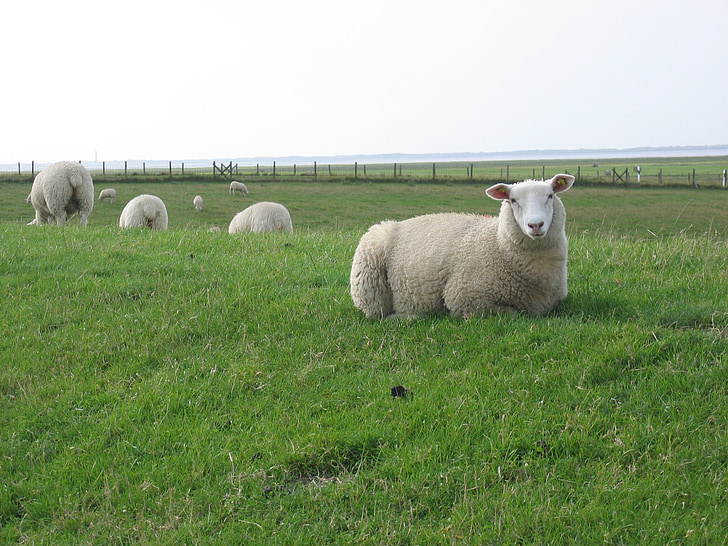 dike, deichschaf, north sea, sheep