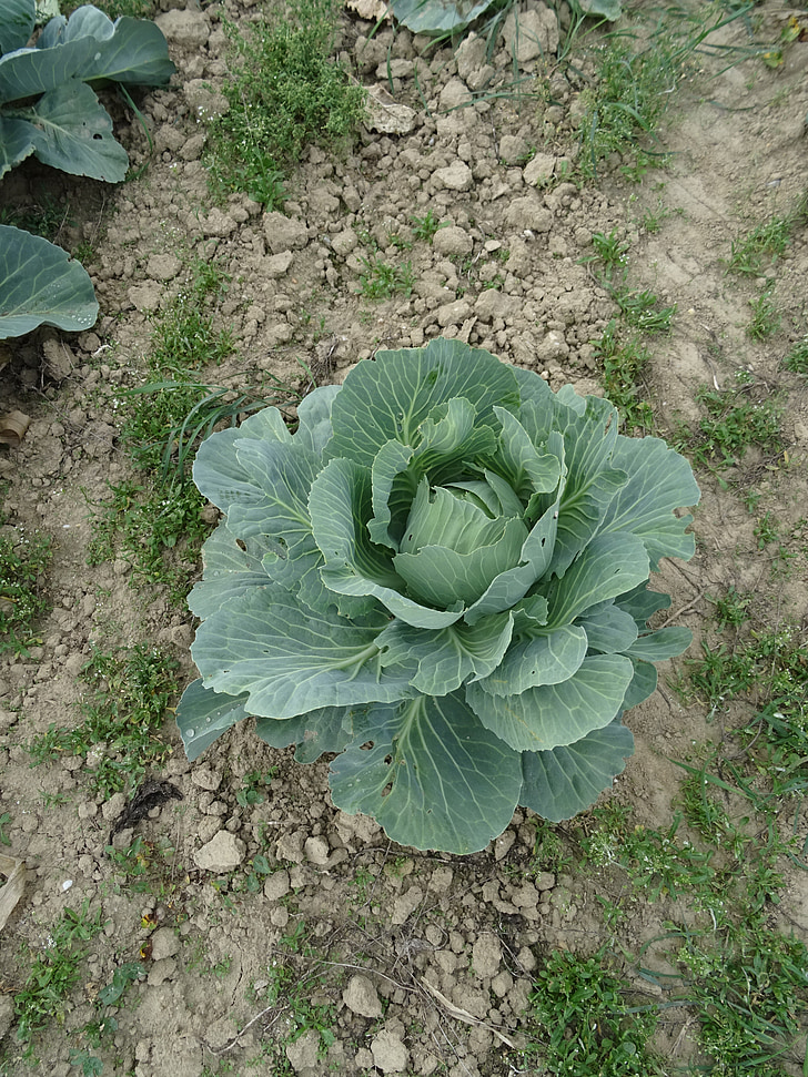 Kohl, Herb, äta, mat, Frisch, grönsaker, Vitkål