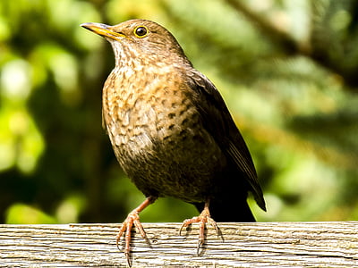 Blackbird, pták, zpěvný pták, zahradní pták, Příroda, zvíře