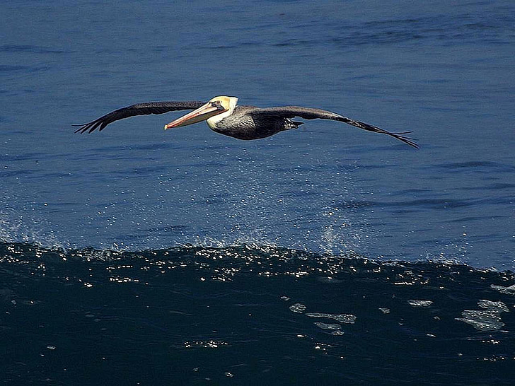 pelican, birds, animals, fauna