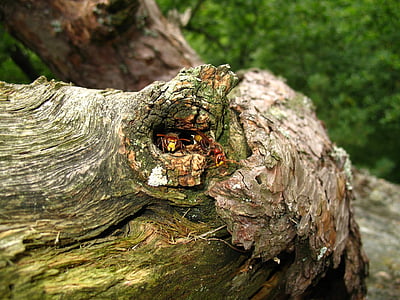 Parco nazionale di Podyjí, nido di vespe, custodire l'entrata, albero, foresta, natura, legno - materiale