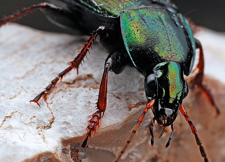 beetle, insect, macro, nature, black, bug, animal