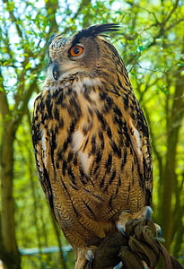 eagle owl, owl, bird of prey, raptor, nature, forest, eurasian eagle european owl