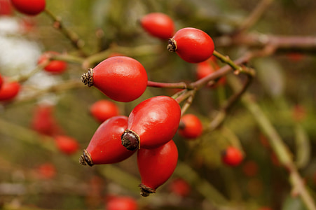 rosehips, berry, crop, red, autumn, nature, plant