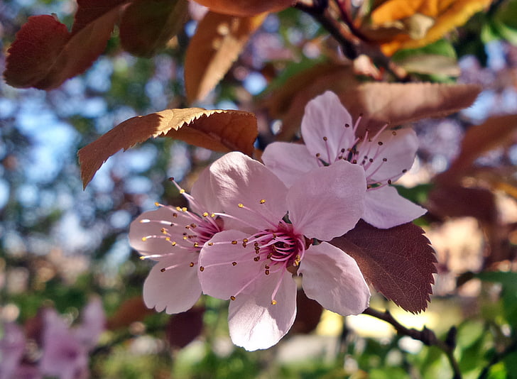 printemps, bois, fleur, nature, gros plan, couleur blanche, aucun peuple