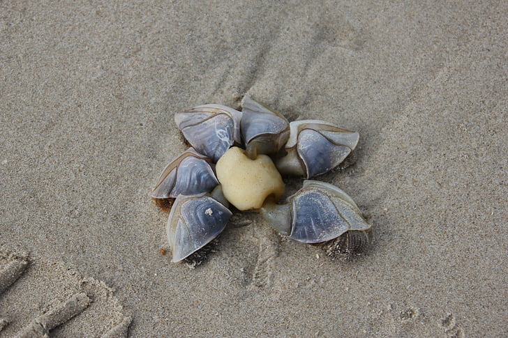 kachny shell, pláž, svátek, Dánsko, Shell, Já?, písek