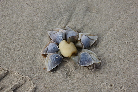 kačice shell, Beach, Dovolenka, Dánsko, Shell, more, piesok