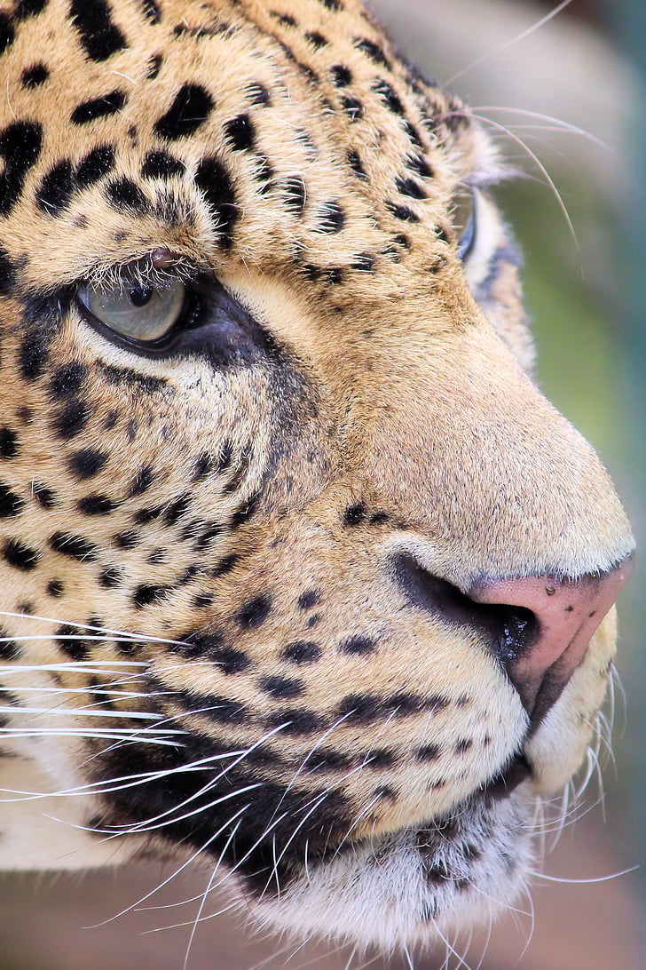 leopardo, depredador, Parque zoológico, Berlín, Cazador de, animal, flora y fauna