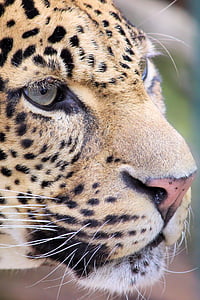Leopard, Grabežljivac, Zoološki vrt, Berlin, lovac, životinja, biljni i životinjski svijet