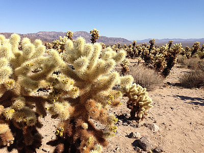 Cactus, öken, landskap, naturen, Anläggningen, ökenlandskap, naturliga