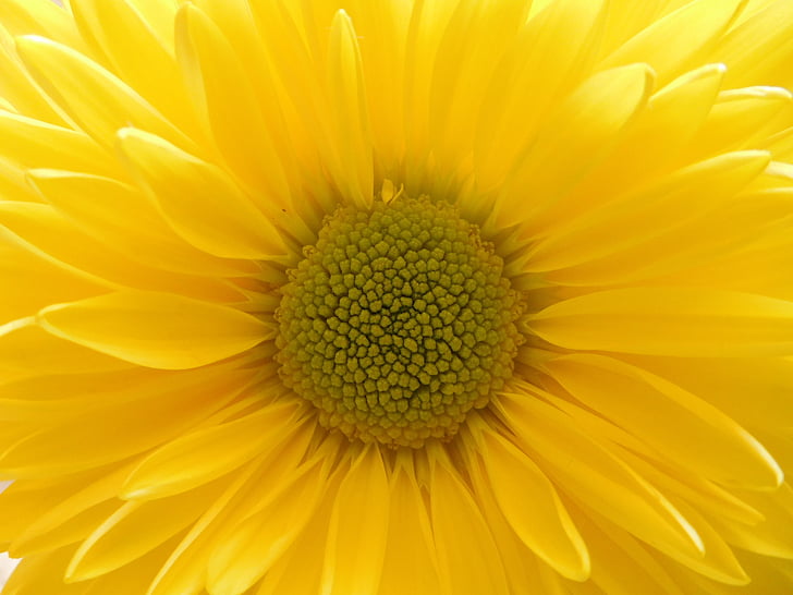 Žluté sedmikrásky máma, žlutý květ, květ, závod