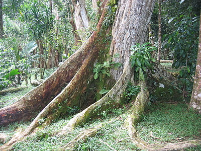 дърво, корен, племе, стар, дървен материал, обрасли