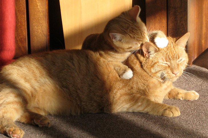 dua kucing jahe, menjilati, mencintai, kucing, saudara, di dalam ruangan, sinar matahari