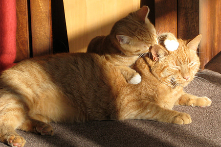 kaksi inkivääri kissaa, nuolee, rakastava, tabby, veljekset, sisätiloissa, Sunshine