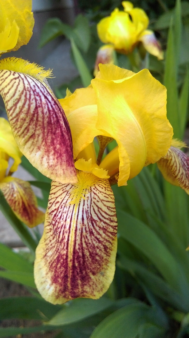 Iris, rumena, poletje, cvetje, cvet, svetlo, od blizu