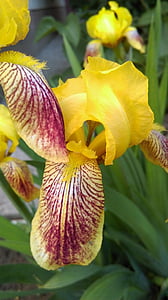 Iris, amarillo, verano, flores, flor, brillante, Closeup