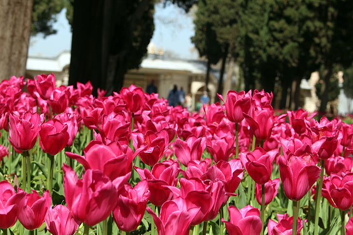 tulipány, Istanbul, palác Topkapi, růžová, květ, zahrada, Příroda