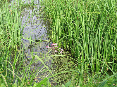 swamp, mead, flower, water, tall grass, green, the nature of the
