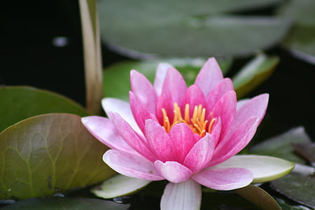 Водяная лилия, розовый, водные растения